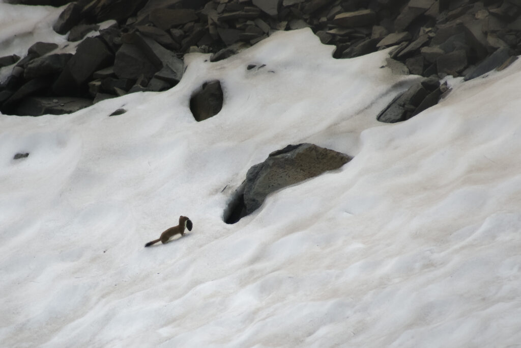 Hermine en pelage d’été traversant un névé, au pied d’un éboulis