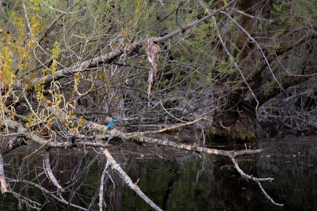 Martin-pêcheur d’Europe posé sur une branche tombée au-dessus d’une eau sombre, dans un enchevêtrement de bois mort