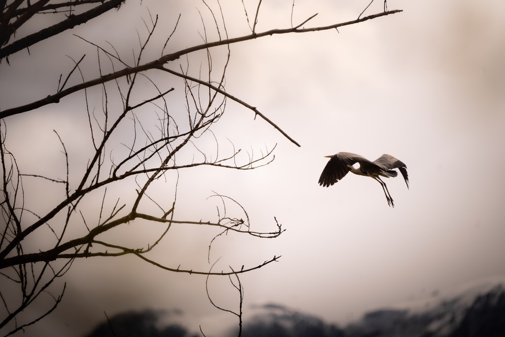 Héron cendré en vol dans un ciel voilé, aperçu entre les branches nues d’un arbre