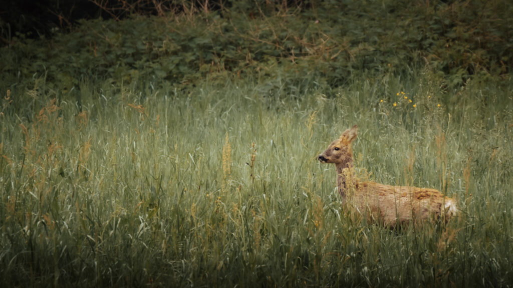 Chevreuil dans une prairie de hautes herbes