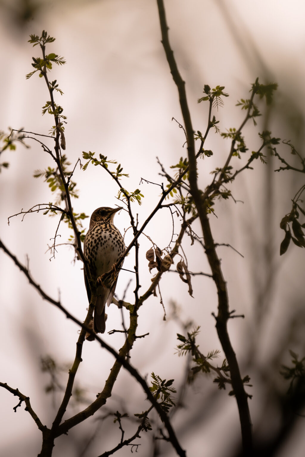 Grive musicienne perchée dans les branches d’un arbre au printemps
