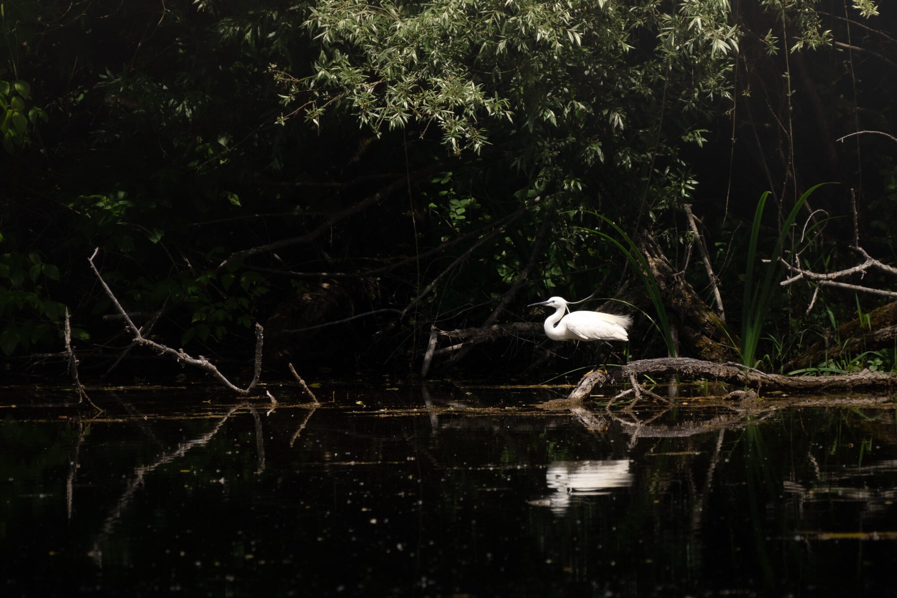 Aigrette garzette immaculée sur une branche, au bord d’un étang sombre