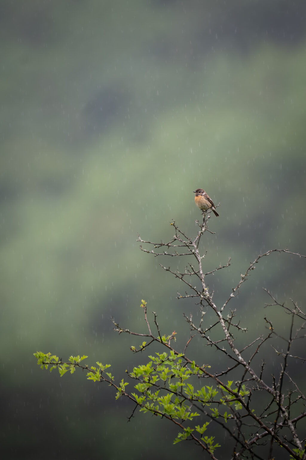 Tarier pâtre perché sous la pluie