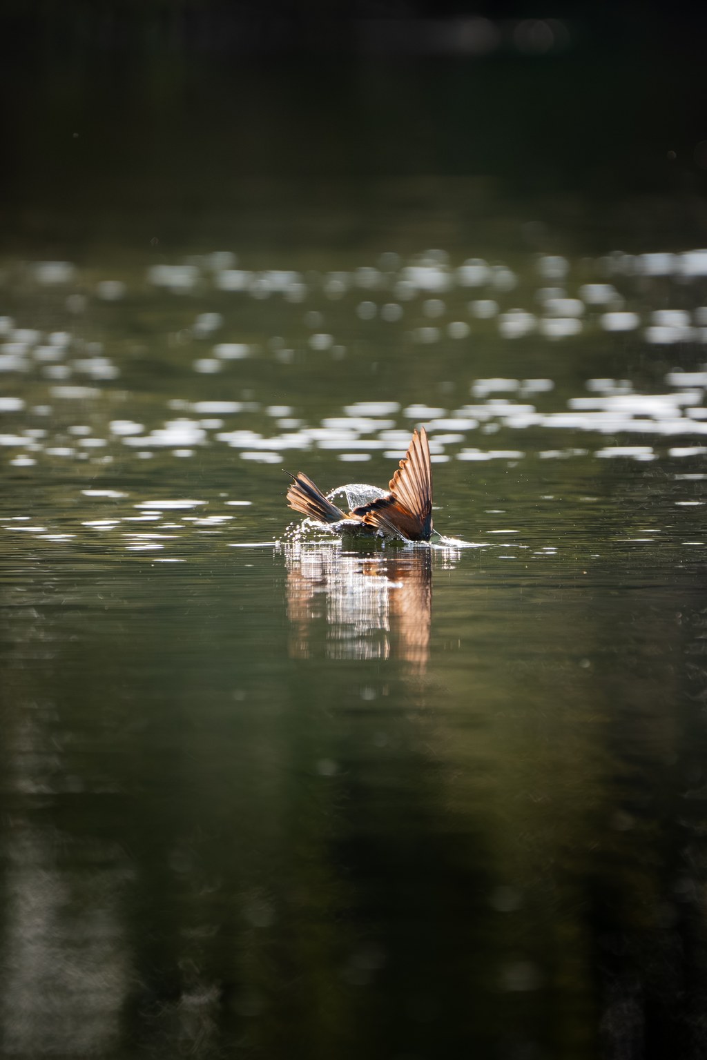 Guêpier d’Europe plongeant dans l’eau, ailes déployées, dans une gerbe d’éclaboussures