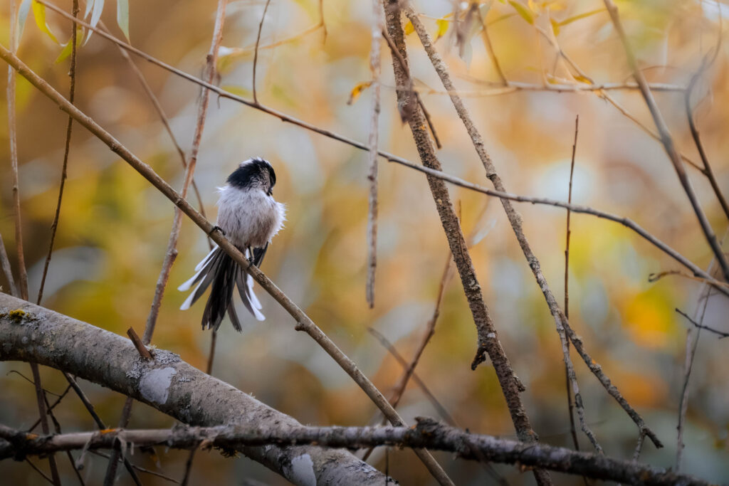 Mésange à longue queue posée sur une branche, dans les ors de l’automne