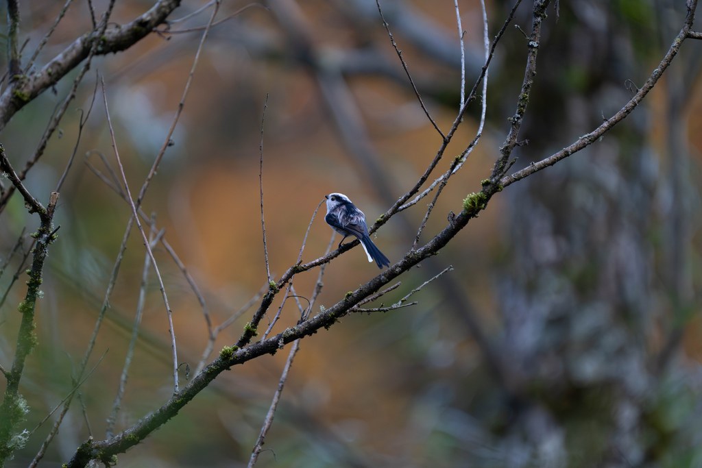 Mésange à longue queue sur une branche couverte de lichen, devant un fond orangé d’automne