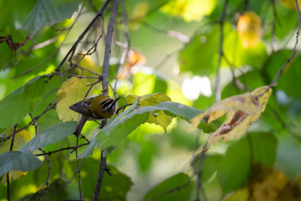 Roitelet à triple bandeau cherchant sa nourriture dans le feuillage