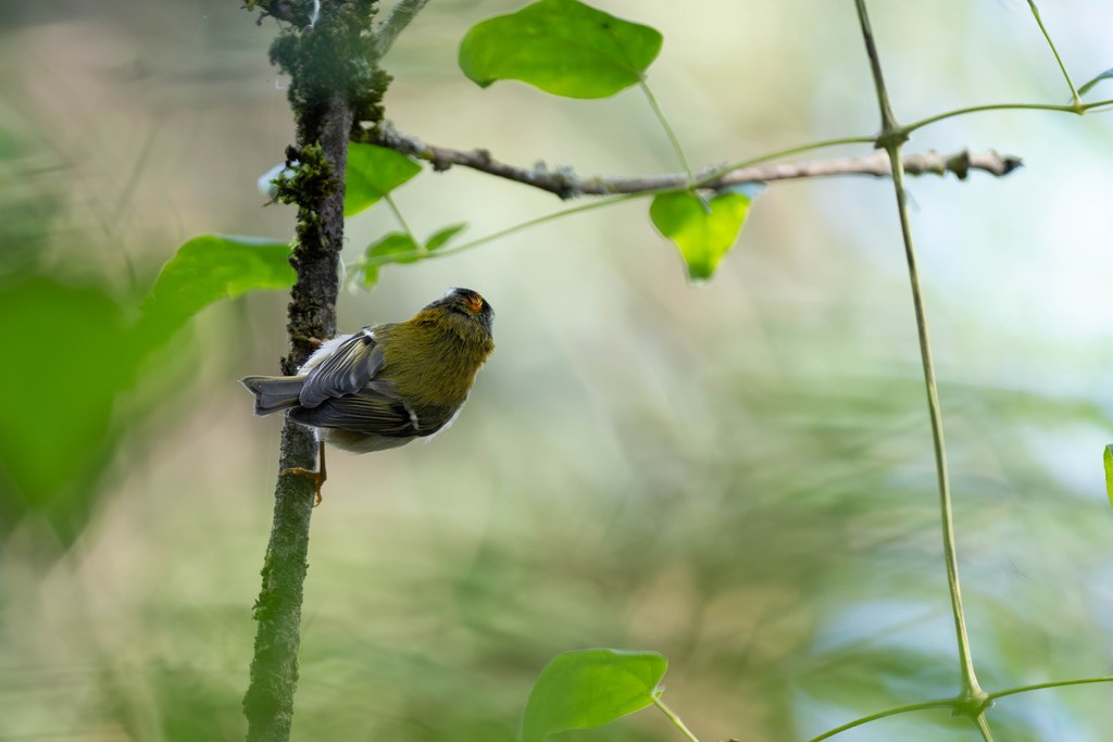 Roitelet à triple bandeau agrippé à une tige moussue, parmi les feuilles vertes