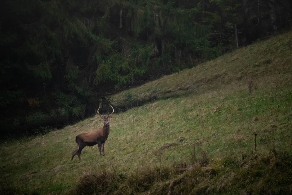 Cerf élaphe sur une pente herbeuse, à la lisière d’une forêt d’épicéas
