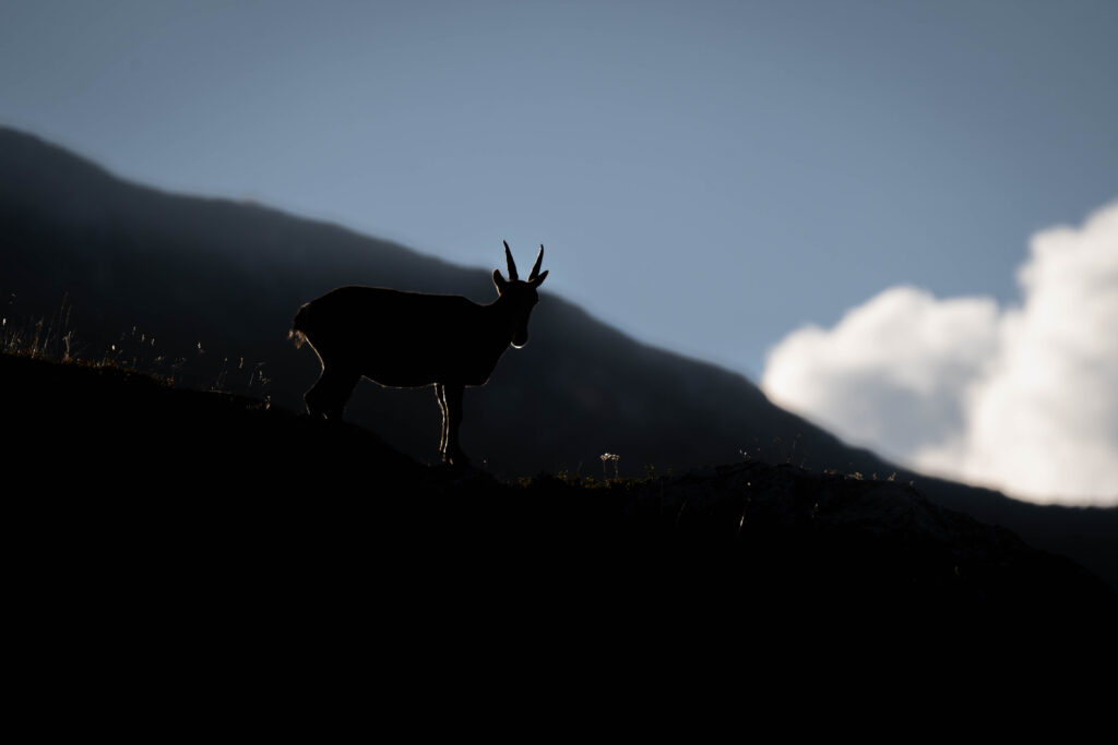 Bouquetin en contre-jour sur une crête de montagne, au coucher du soleil