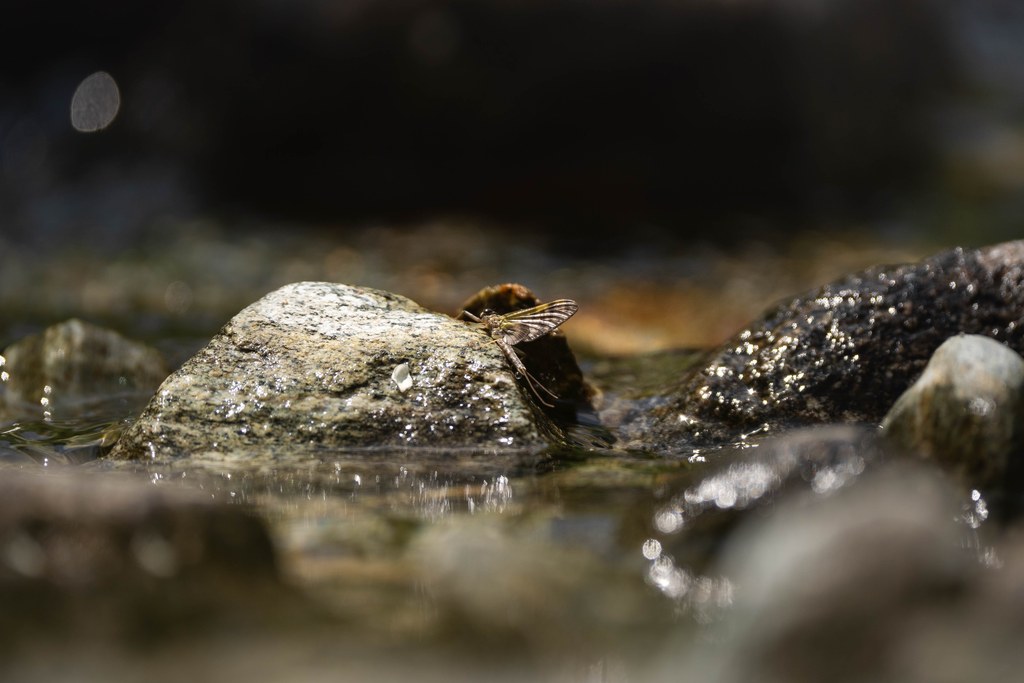 Éphémère posé sur une pierre affleurant dans le courant d’une rivière, ailes dressées
