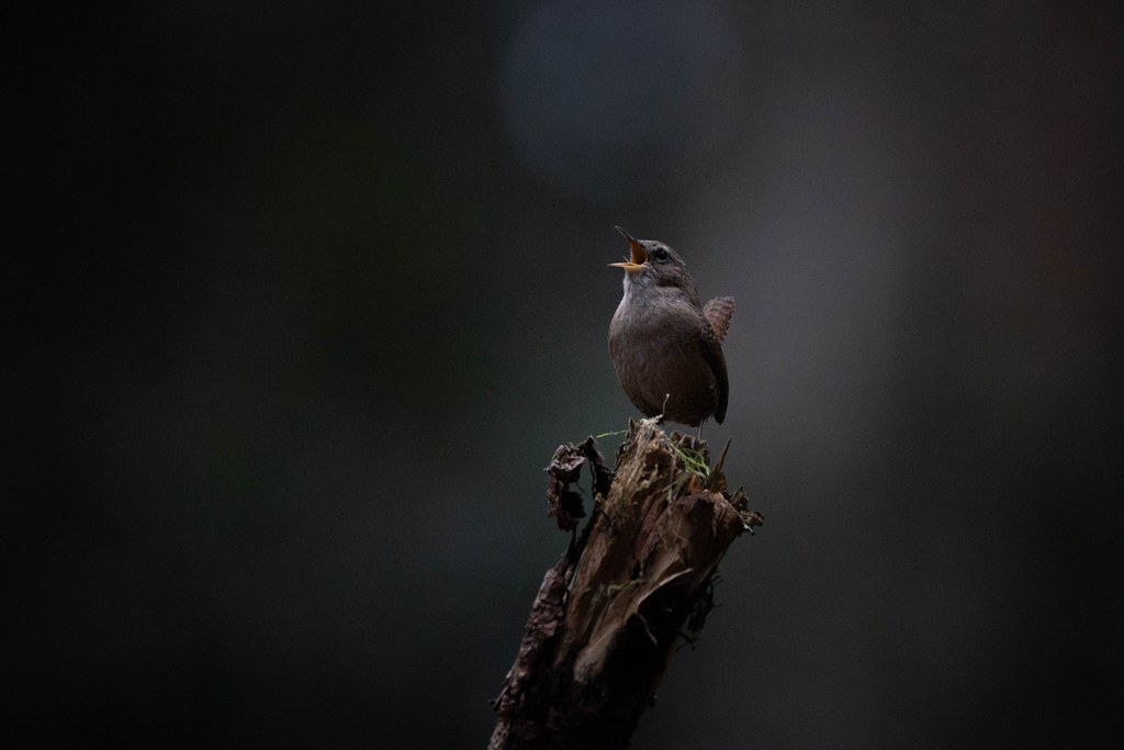 Troglodyte mignon chantant, bec ouvert, perché sur une souche brisée