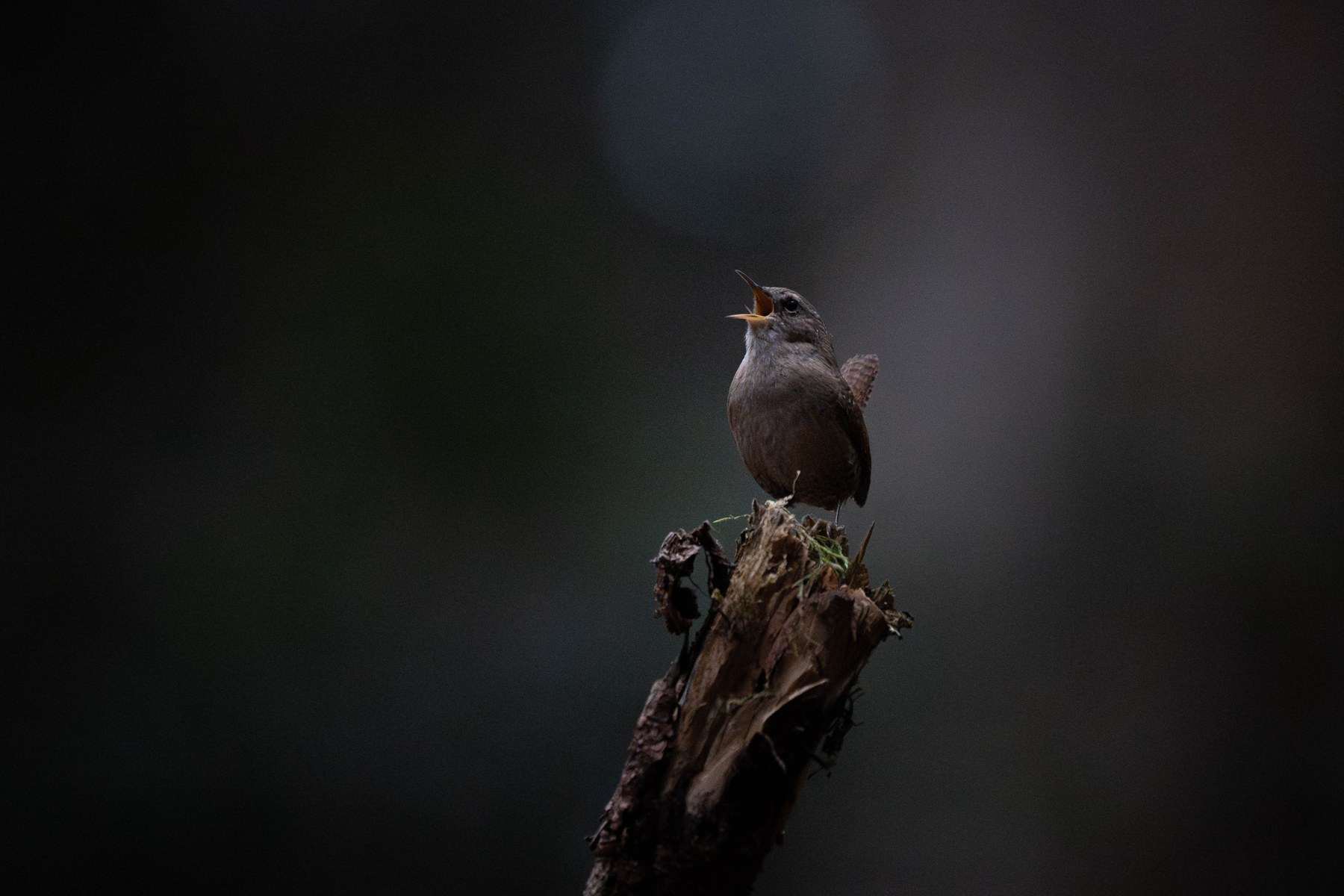 Troglodyte mignon chantant, bec ouvert, perché sur une souche brisée