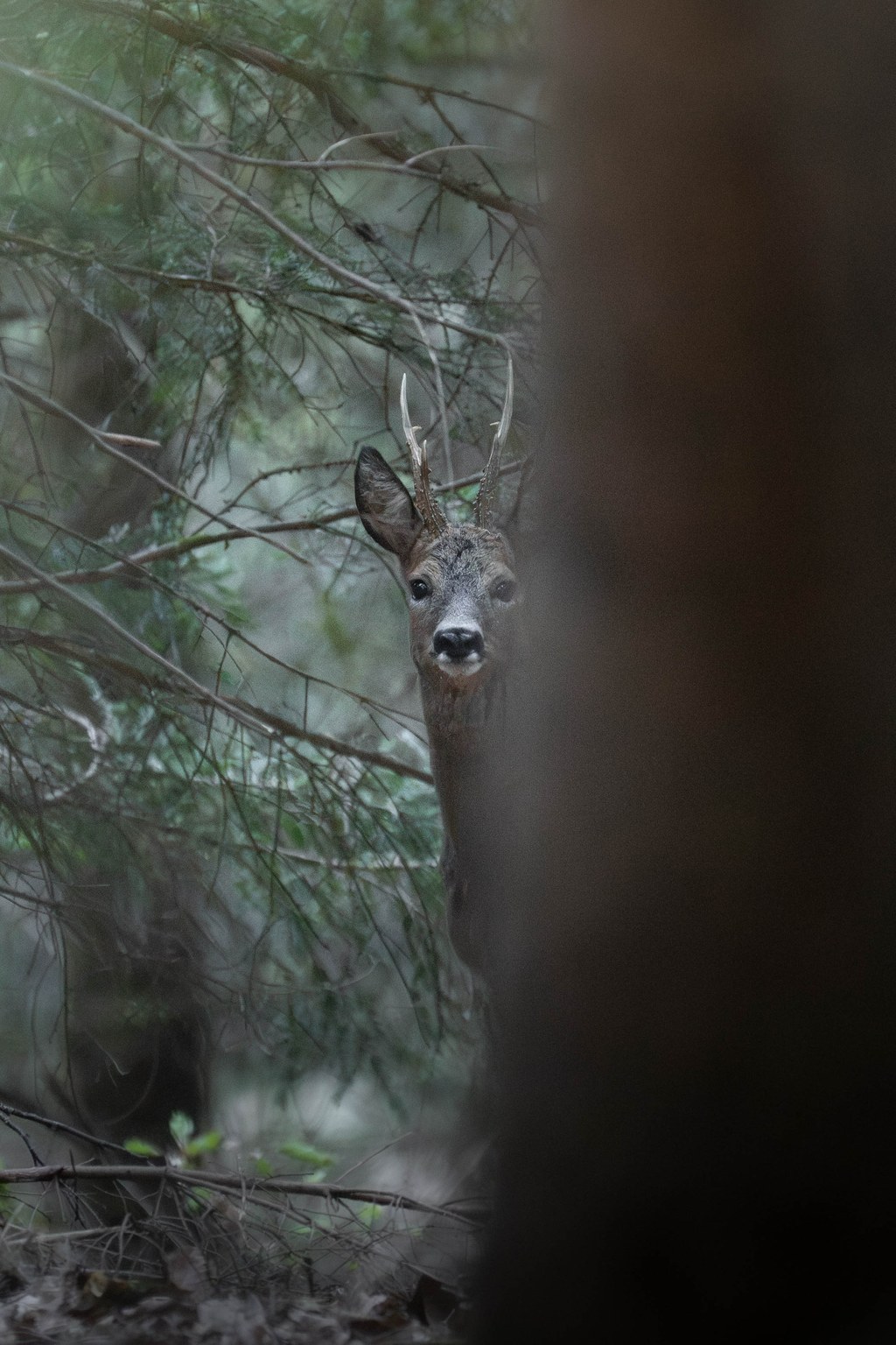 Chevreuil mâle observant depuis l’abri d’un tronc, entre les branches d’un conifère