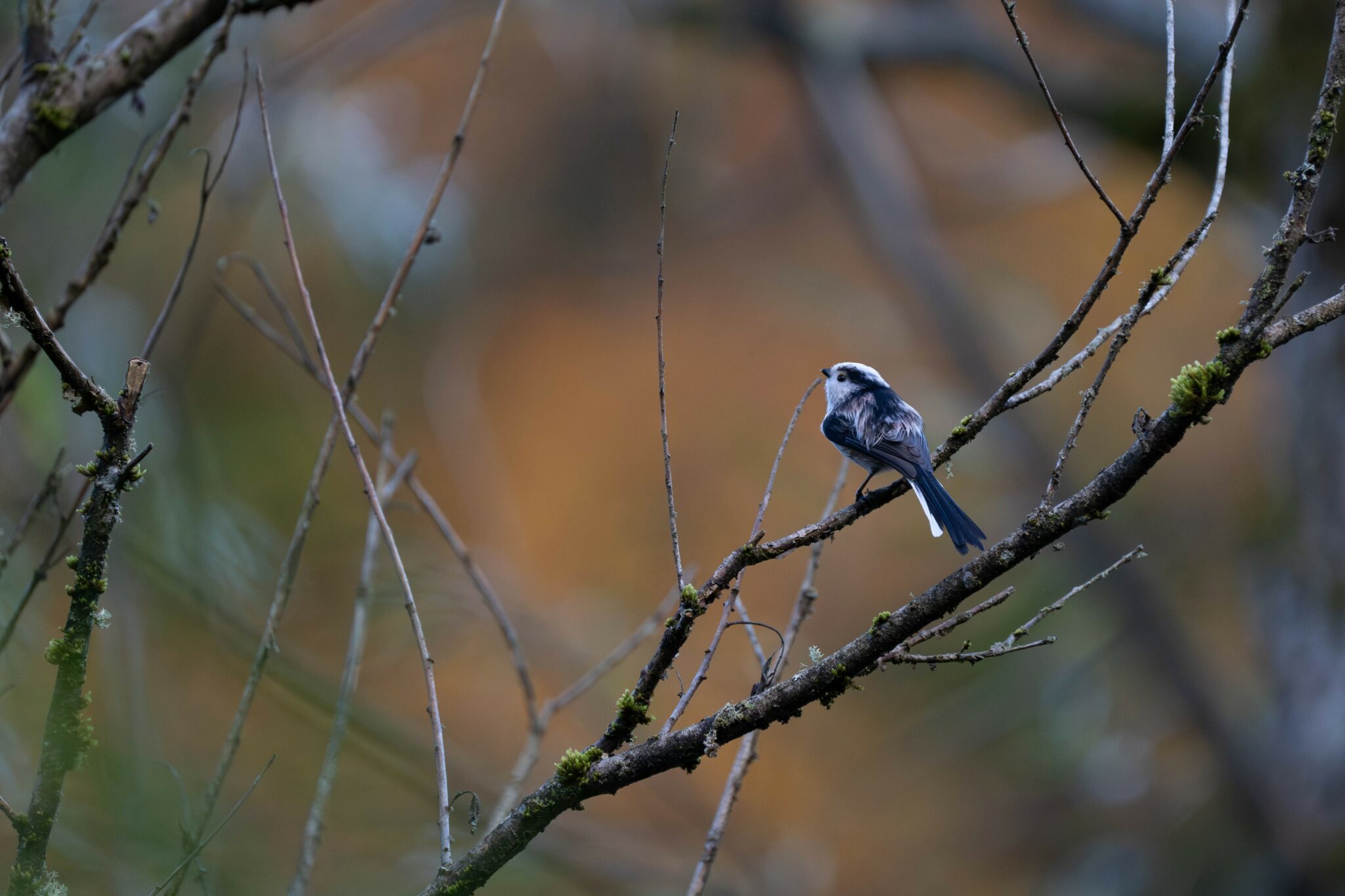Mésange à longue queue posée sur une branche, dans la lumière chaude d’automne