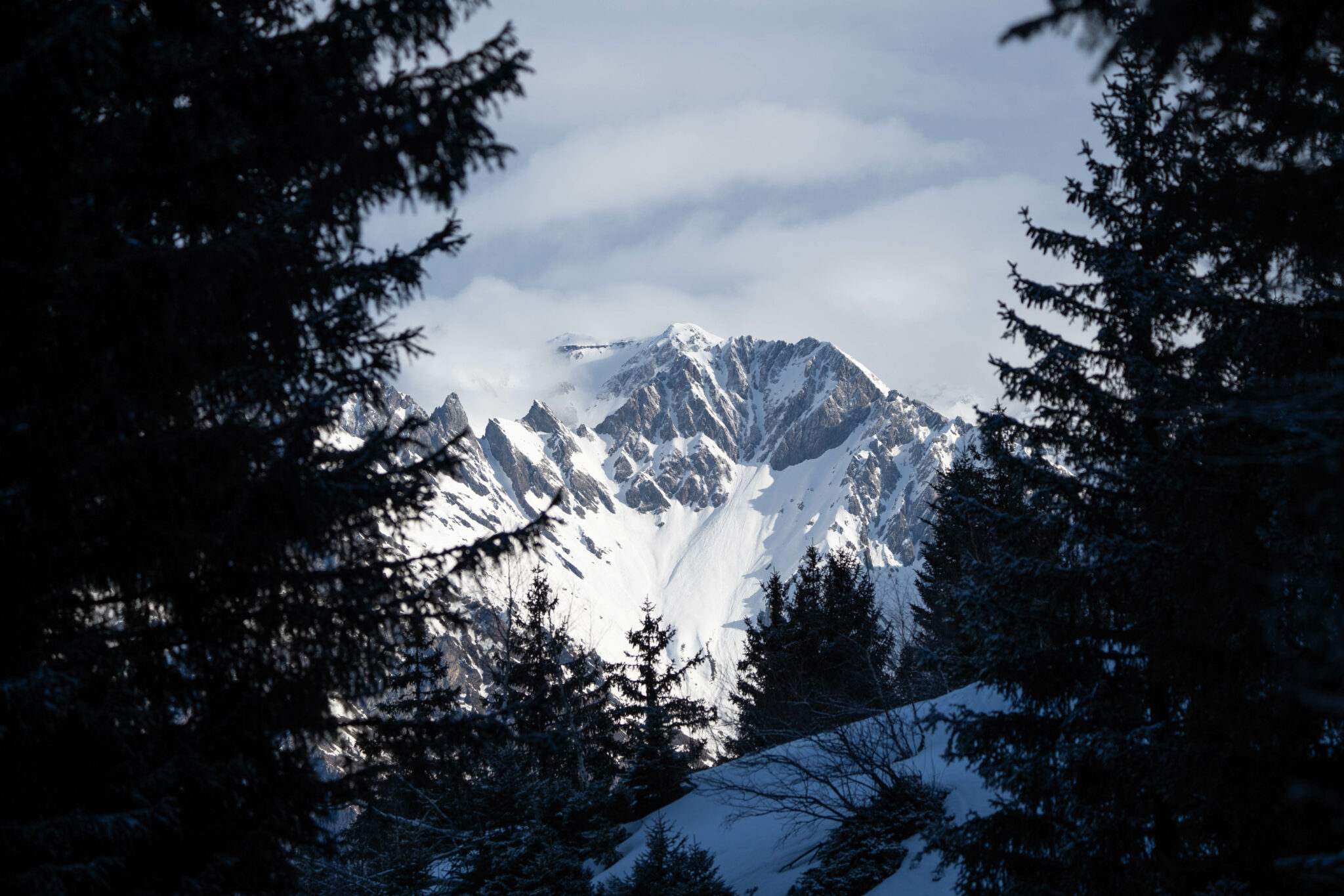Sommet enneigé aperçu entre les épicéas d’une forêt de montagne