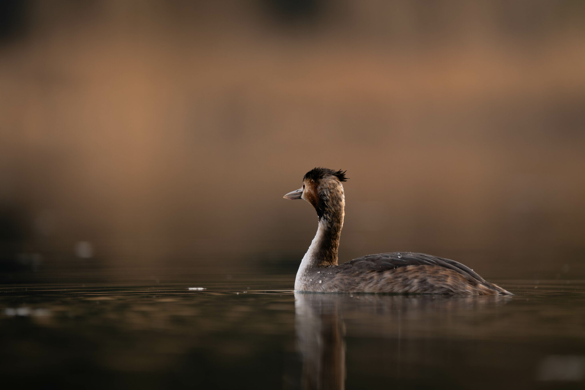 Grèbe huppé sur une eau calme, dans la lumière du petit matin