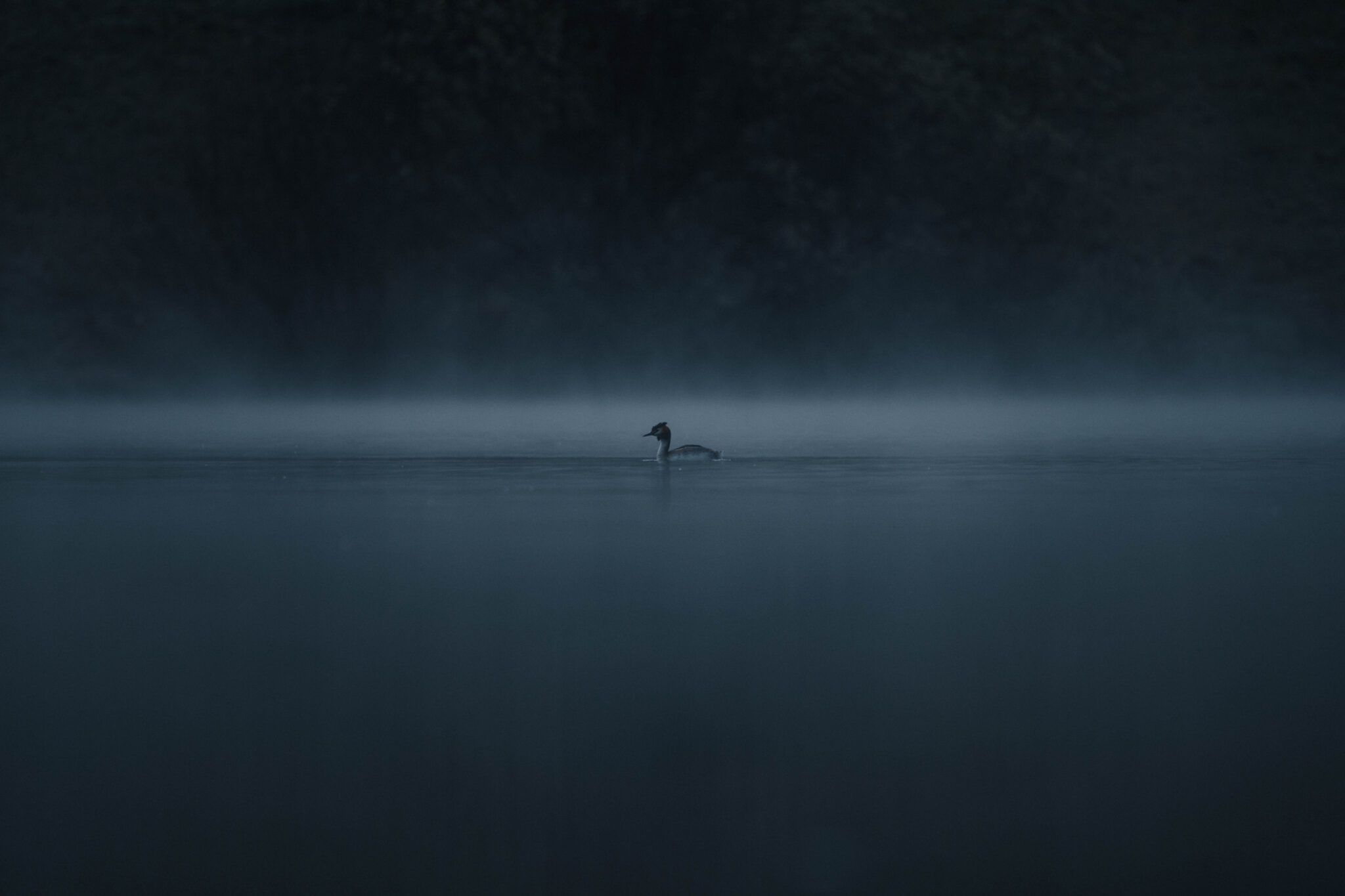 Grèbe huppé glissant sur un lac dans la brume, à l’aube