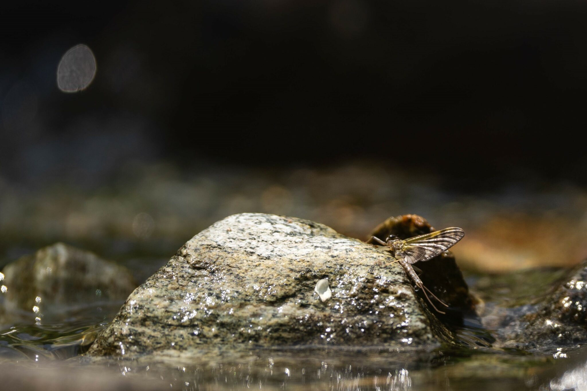 Éphémère posé sur une pierre affleurant dans le courant d’une rivière